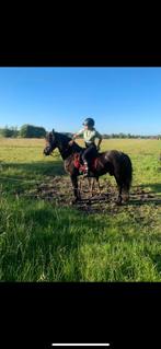 Verzorg pony/paard gezocht., Dieren en Toebehoren, Ophalen of Verzenden, Zo goed als nieuw