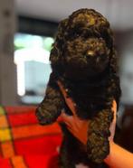Te koop Mini Australien Labradoodle, Dieren en Toebehoren, Overige rassen, 8 tot 15 weken, Meerdere, Meerdere dieren