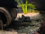 Hypancistrus L136a, Dieren en Toebehoren, Vis, Zoetwatervis