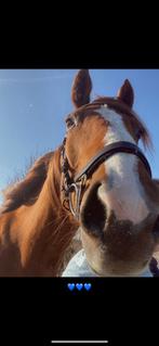 Verzorger gezocht voor lieve ruin., Dieren en Toebehoren, Ophalen of Verzenden, Zo goed als nieuw, Dressuur