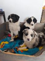Super lieve Border Collie pups, Dieren en Toebehoren, Honden | Herdershonden en Veedrijvers, Parvo, België, Fokker | Hobbymatig