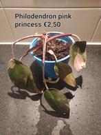 Philodendron pink princess, Huis en Inrichting, Kamerplanten, Ophalen of Verzenden, Overige soorten, Minder dan 100 cm