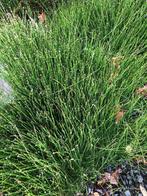 moeras en oever planten, Volle zon, Vaste plant, Zomer, Ophalen