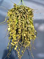 Peperomia Prostata p14, Huis en Inrichting, Kamerplanten, Ophalen of Verzenden, Halfschaduw, Minder dan 100 cm