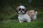 Shih-tzu pups direct beschikbaar, Dieren en Toebehoren, Honden | Chihuahua's en Gezelschapshonden, Rabiës (hondsdolheid), 15 weken tot 1 jaar