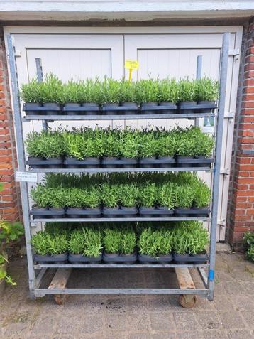 Mooie volle Lavandula ang. 'Hidcote' (lavendel) in pot! beschikbaar voor biedingen