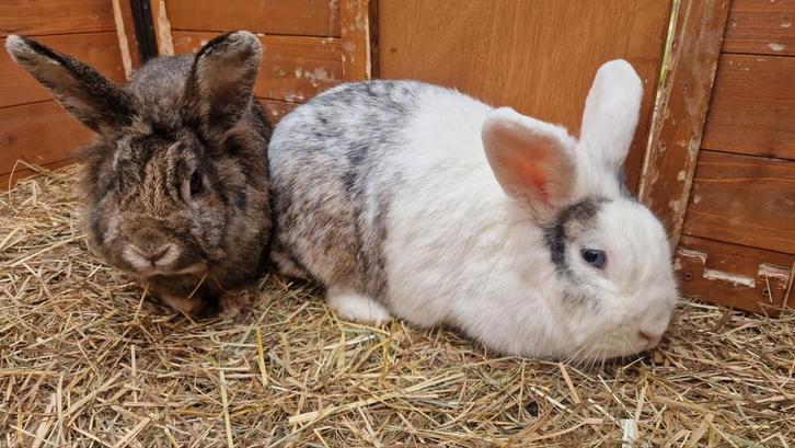 Lieve konijnen, twee voedsters 3 jaar oud en 6 van 12 weken, Dieren en Toebehoren, Konijnen, Vrouwelijk