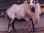 Schaap Kamaroen ram tekoop, Mannelijk, Schaap