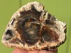 Versteend hout schijf plak dubbel gepolijst mineralen 8, Ophalen of Verzenden, Mineraal