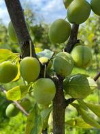 Fruitbomen gekweekt in de kop van Noord-Holland, Ophalen, Minder dan 100 cm, Lente, Overige soorten