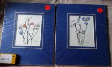 TWEE X AQUAREL * BLOEMEN IN PASSE PARTOUT * Geen Lijst * beschikbaar voor biedingen