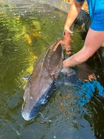 (9) Baeri steur 130 cm., Steur