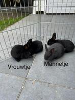 Hollander konijnen, Dieren en Toebehoren, Konijnen, Meerdere dieren, Dwerg, 0 tot 2 jaar