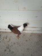 Duitse modena, Vrouwelijk, Overige soorten