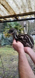 Emoe kuikens, Meerdere dieren