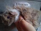 TK mooi lunkarya zeugje, Cavia, Augustus, Vrouwelijk, Tam