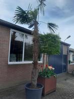 trachycarpus fortunei, Zomer, Volle zon, 250 tot 400 cm, Ophalen