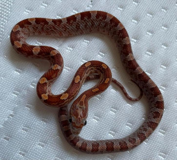 1.0 Zuivere Upper Keys korenslang nk25