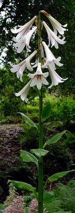 Zaden Cardiocrinum giganteum, Tuin en Terras, Ophalen of Verzenden, Voorjaar, Volle zon, Zaad