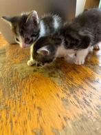 Kittens 9 weken oud, Meerdere dieren, Ontwormd, 0 tot 2 jaar