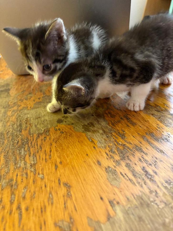 Kittens 9 weken oud, Dieren en Toebehoren, Katten en Kittens | Raskatten | Korthaar, Meerdere dieren, 0 tot 2 jaar, Ontwormd