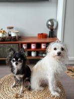 Two best friends are looking for a new home, Dieren en Toebehoren, Honden | Chihuahua's en Gezelschapshonden, Particulier, Rabiës (hondsdolheid)