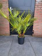 Chamaerops Humilis - Europese Dwergpalm, Tuin en Terras, Planten | Tuinplanten, Ophalen