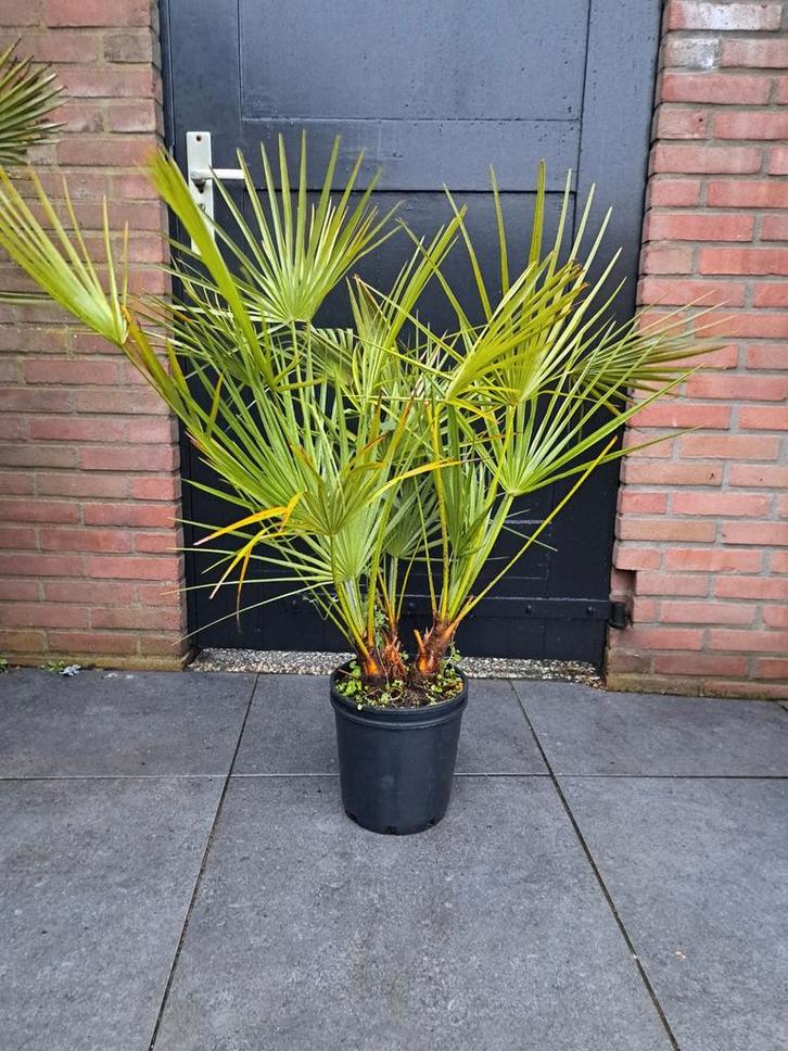 Chamaerops Humilis - Europese Dwergpalm, Tuin en Terras, Planten | Tuinplanten, Ophalen