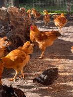 Hanen newhampshire barnevelder groot, Dieren en Toebehoren, Pluimvee, Mannelijk, Kip