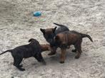 HERDER X APPENZELLER PUPS, Dieren en Toebehoren, Overige rassen, CDV (hondenziekte), 8 tot 15 weken, Meerdere