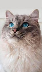 Ragdoll dekkater met dekkingsgarantie, Dieren en Toebehoren, Katten en Kittens | Dekkaters