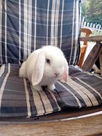 2 Minilobs konijnen, Vrouwelijk, Middelgroot, 0 tot 2 jaar