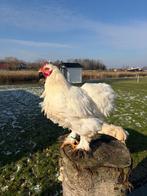 Cochin wit groothoender haan, Dieren en Toebehoren, Pluimvee, Mannelijk, Kip
