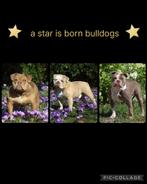 Gastgezinnen gezocht ! Old/New English Bulldog, Dieren en Toebehoren, Rabiës (hondsdolheid), Reu, 8 tot 15 weken, Bulldog
