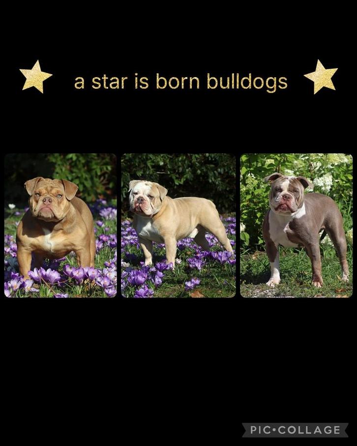 Gastgezinnen gezocht ! Old/New English Bulldog, Dieren en Toebehoren, Honden | Bulldogs, Pinschers en Molossers, Reu, Bulldog