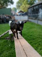 Mooie dekbok., Dieren en Toebehoren, Schapen, Geiten en Varkens, Mannelijk, Geit
