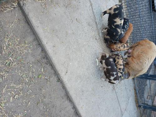 Kune Kune stamboek biggen te koop, Dieren en Toebehoren, Schapen, Geiten en Varkens, Varken, Meerdere dieren, 0 tot 2 jaar