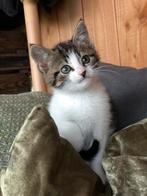 Mooie en lieve kittens!, Dieren en Toebehoren, Meerdere dieren