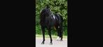 Zeer lieve leermeester te koop, Dieren en Toebehoren, Paarden, Z, Gechipt, Ruin, Dressuurpaard