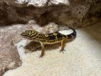 Luipaardgekko man Snow (Mack) Het Eclipse Pos Black Night, Dieren en Toebehoren, Reptielen en Amfibieën, Hagedis