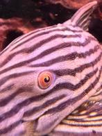 Eigen import L nummers, Bijzondere algeneters, Dieren en Toebehoren, Vissen | Aquariumvissen, Vis, Zoetwatervis