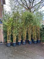 Bamboe | Phyllostachys aurea +-250cm hoog 14x potten, Bloeit niet, Overige soorten, 100 tot 250 cm, Ophalen