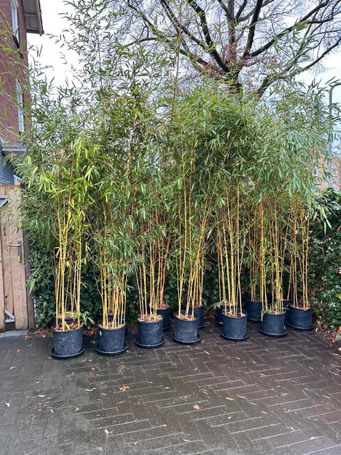 Bamboe | Phyllostachys aurea +-250cm hoog 14x potten, Tuin en Terras, Planten | Bomen, Overige soorten, 100 tot 250 cm, Volle zon