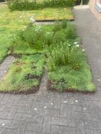 Sedum kruiden matten biodiversiteit voor tuin en dak, Tuin en Terras, Planten | Tuinplanten, Ophalen of Verzenden, Zomer, Volle zon