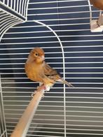 Kanarie mannen € 15 ps, Dieren en Toebehoren, Vogels | Kanaries, Mannelijk, Kleurkanarie