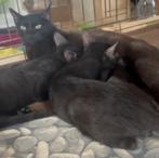 Een hechte kattenfamilie zoekt een thuis voor altijd, Poes