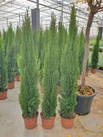 Cipres, Cupressus sempervirens, "TOTUM", Ophalen of Verzenden, Overige soorten, 100 tot 250 cm