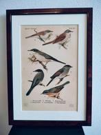 Litho Floericke Grasmus Zwartkop Braamsluiper 1922, Ophalen of Verzenden