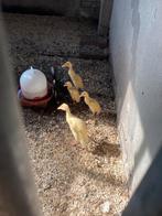 Pulletjes loopeenden, Dieren en Toebehoren, Pluimvee, Meerdere dieren, Eend