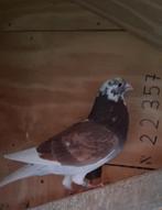 Mooi doffer, Dieren en Toebehoren, Vogels | Duiven, Mannelijk, Kropper